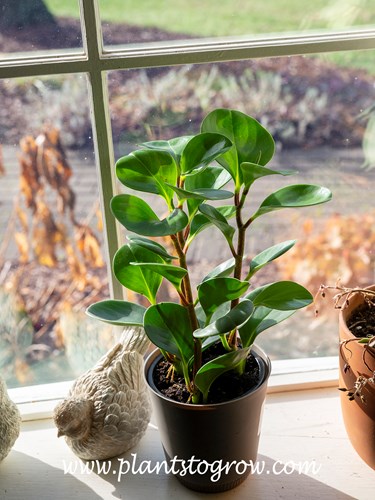 Baby Rubber Plant (Peperomia obtusifolia)
The first three images were taken in a west window with strong back lighting.  The plants are usually a darker green.